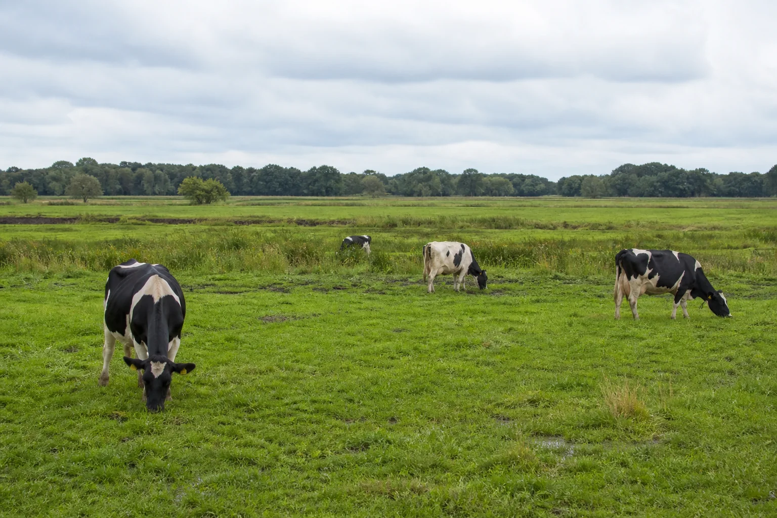 Milchkühe auf einer norddeutschen Weide