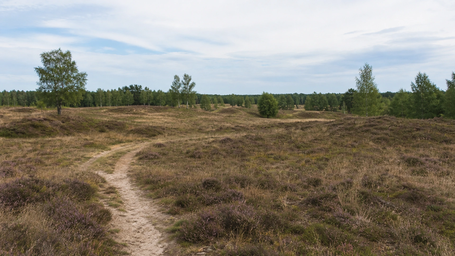 Pestruper Heide und Gräberfeld bei Wildeshausen