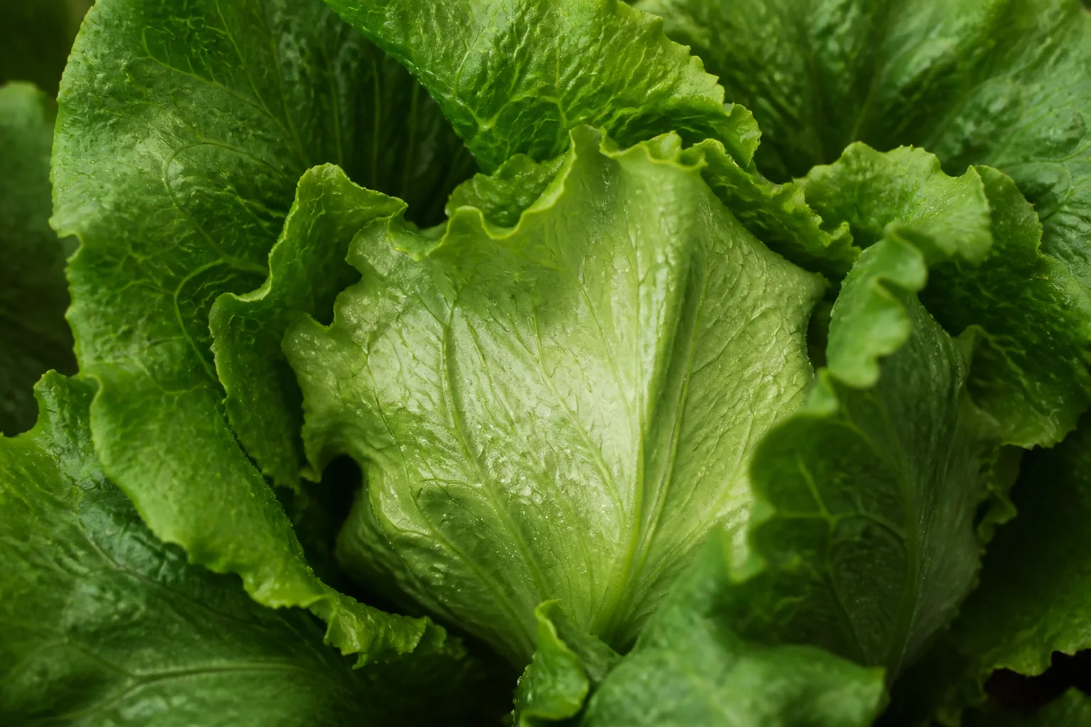 Botanisches Detail überlappender Salatblätter