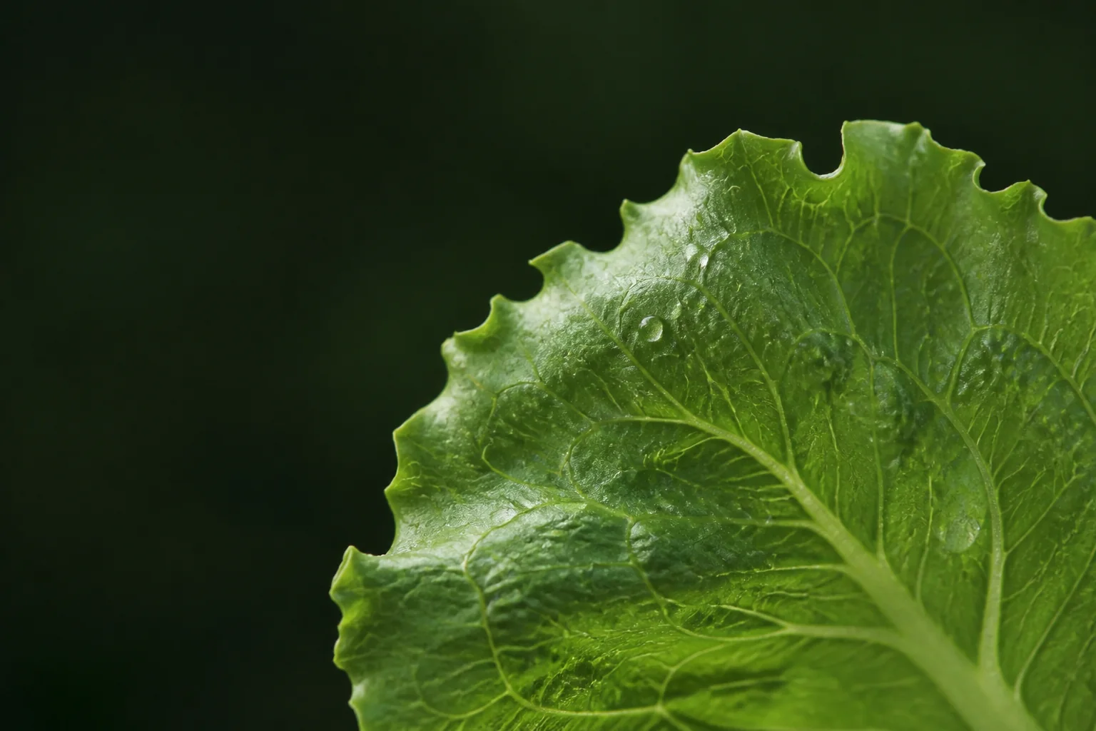 Makro eines grünen Salatblatts mit sichtbaren Blattadern