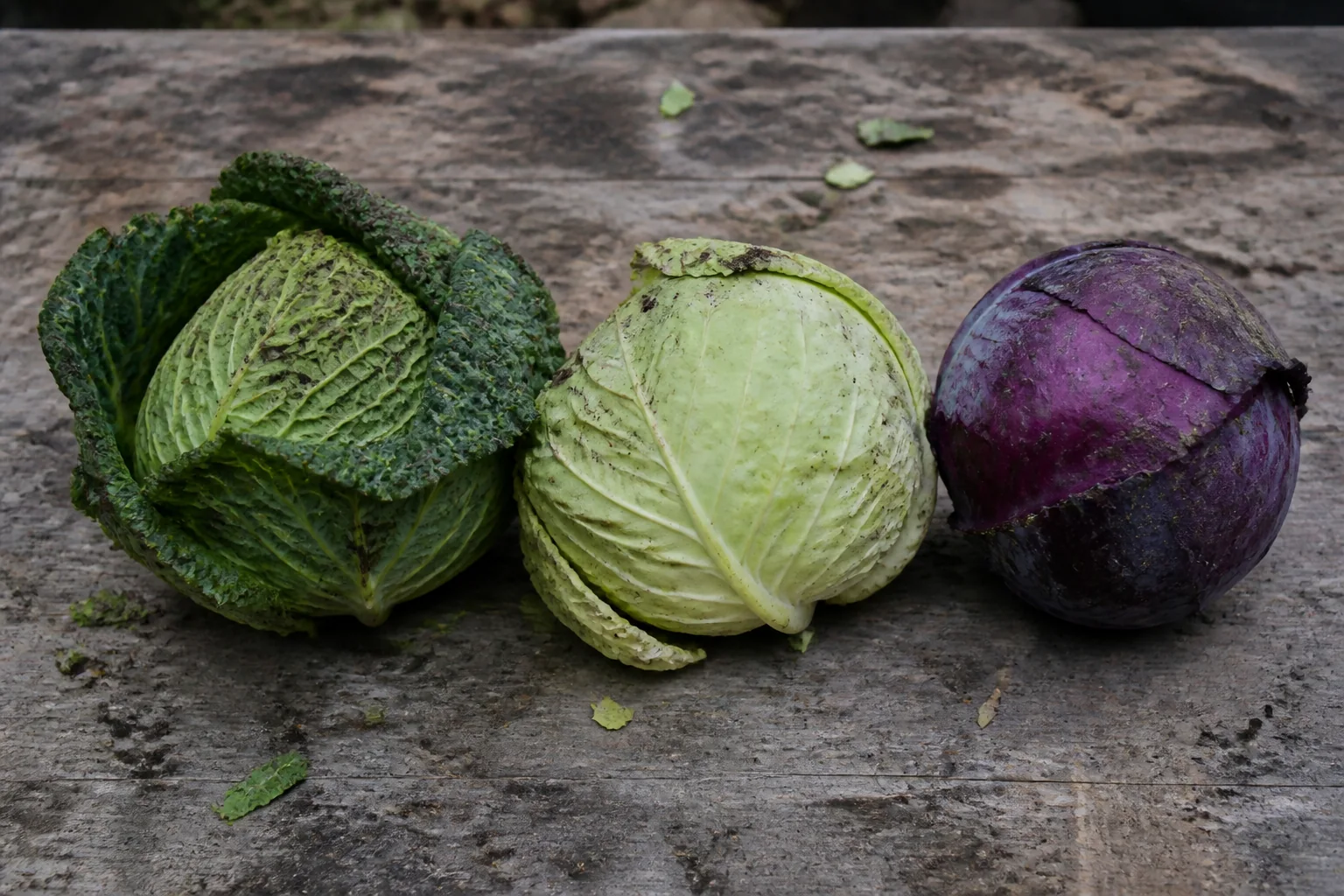 Weißkohl, Rotkohl und Wirsing in natürlicher Darstellung