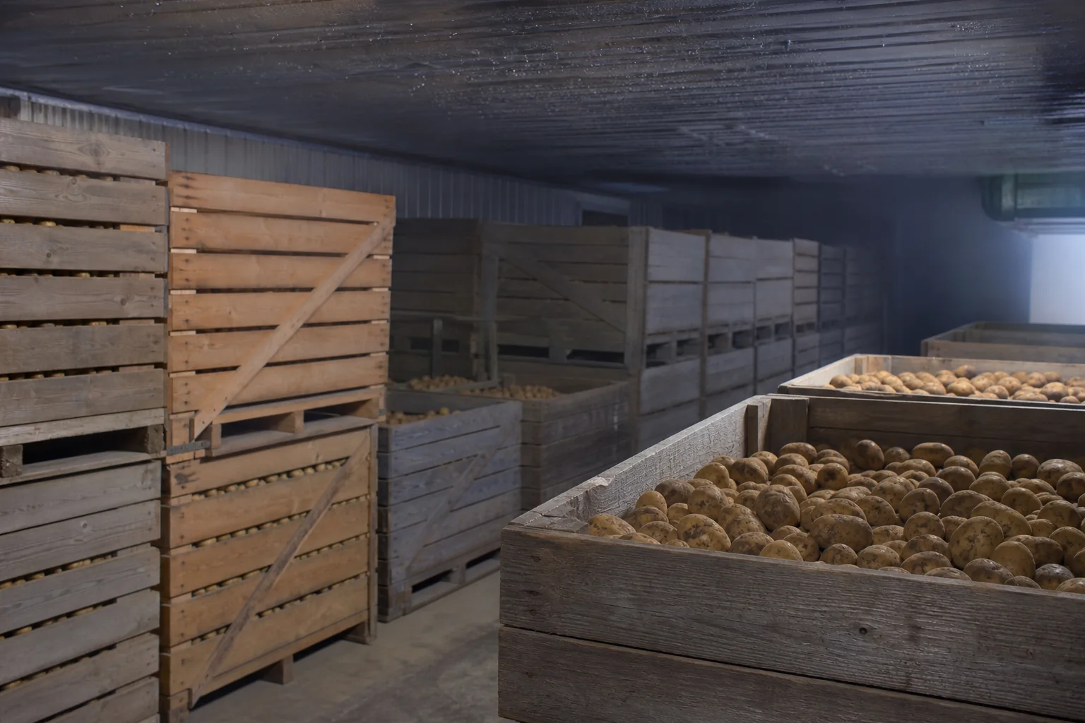 Kartoffeln in dunklen hölzernen Lagerkisten