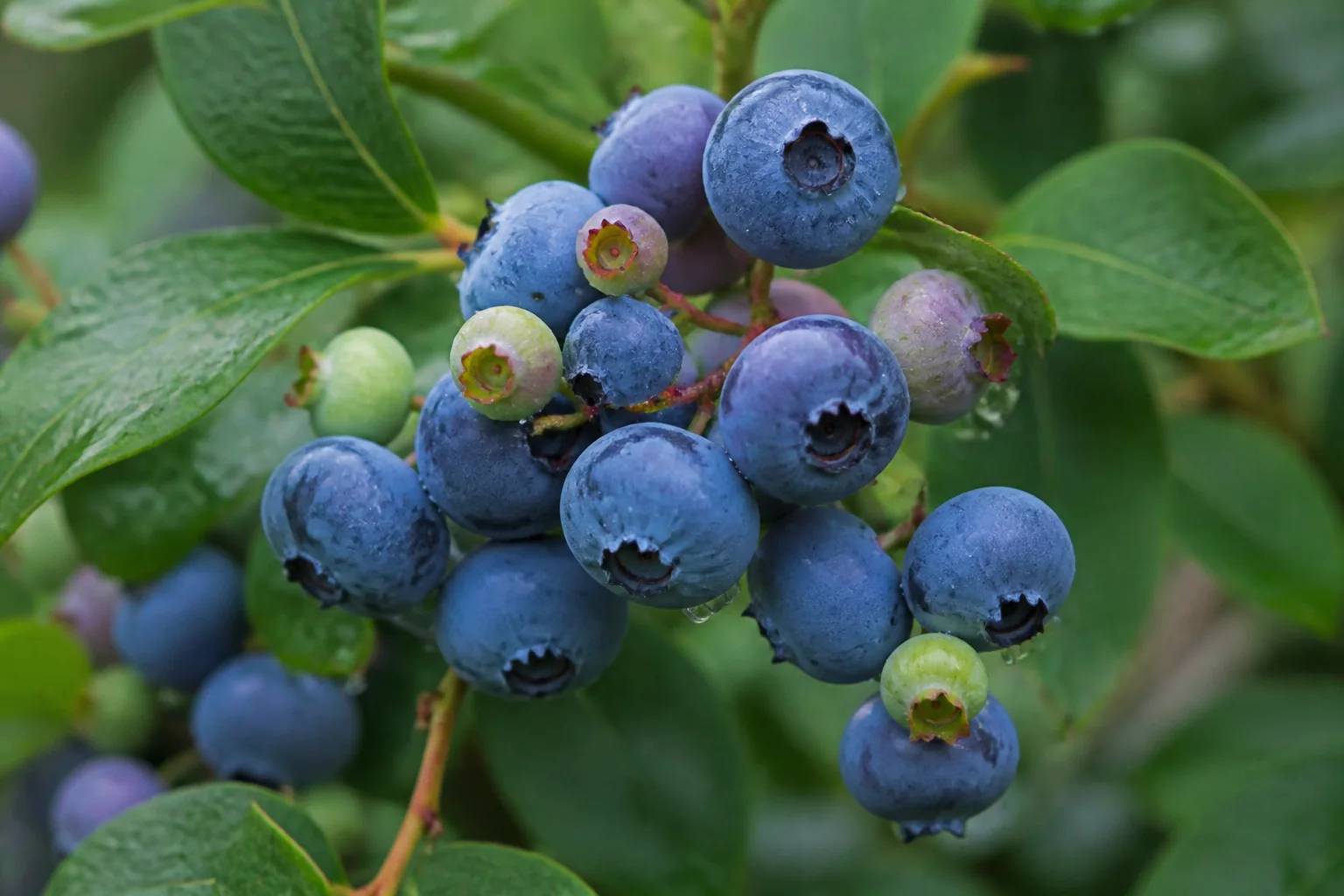 Makroaufnahme reifer Heidelbeeren