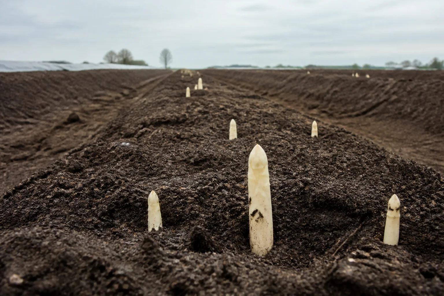 Spargeldämme auf sandigem Boden