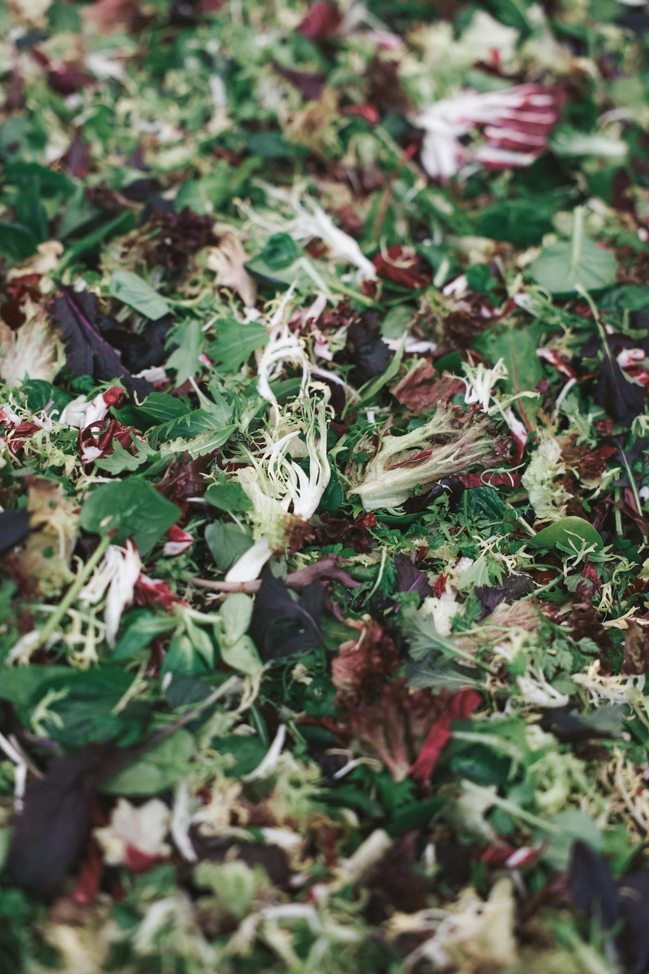 Frische Salat- und Kräutermischung aus eigener Produktion