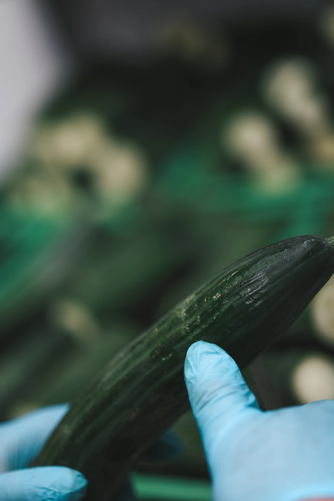 Sichtprüfung einer frischen Gurke in der eigenen Produktion